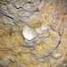 In alcuni punti  possibile anche trovare conchiglie fossili conservati nella calcarenite da milioni di anni